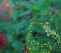 Biodiversité, 10’000 milliards d’opportunités