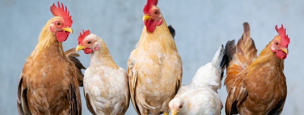 En Europe, la dinde a un goût de poulet