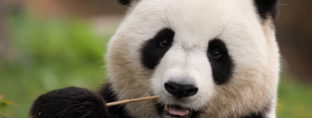 Petit panda deviendra grand…ou pas