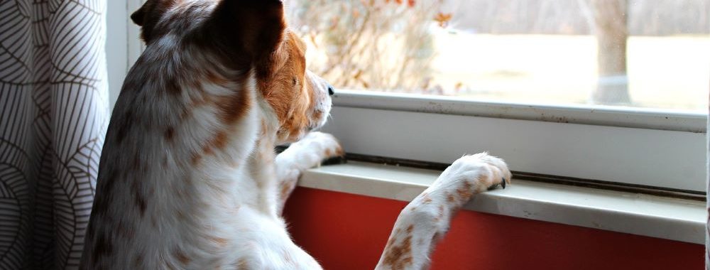 Le chien n’aboie pas et la Fed passera