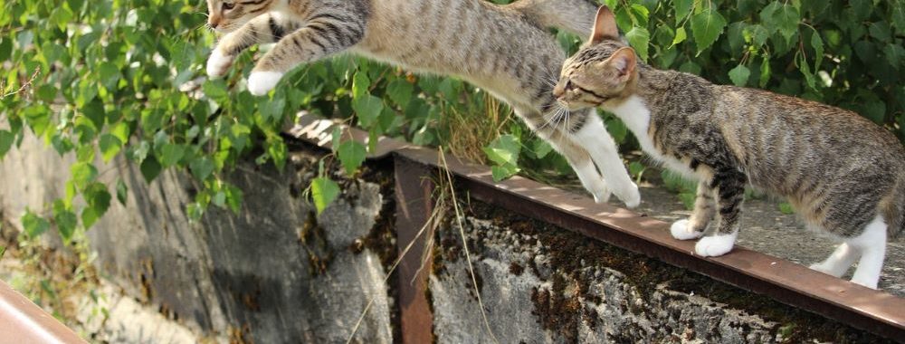 Droits de douane US sur les importations: un obstacle pour les entreprises suisses?