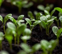 Perspectives sur le développement durable en 2025: l’ESG comme norme