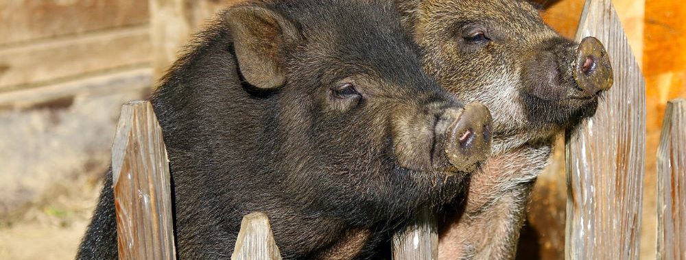 Copains comme cochons…