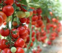 Marchés privés et résultats pour les régimes de retraite: le jeu en vaut-il la chandelle?