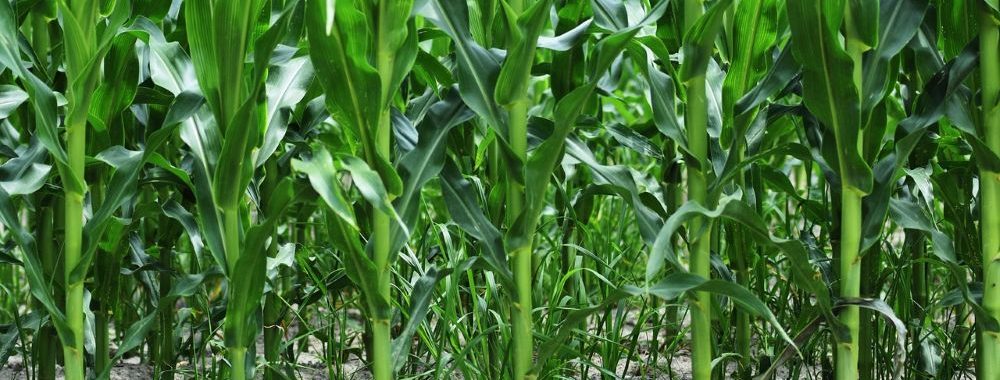 Entre les bons résultats et l’arrivée d’une saisonnalité moins favorable