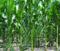 Entre les bons résultats et l’arrivée d’une saisonnalité moins favorable