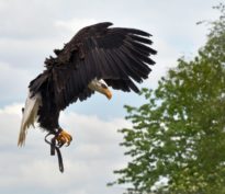 Economie US : un atterrissage en douceur… mais pour combien de temps?