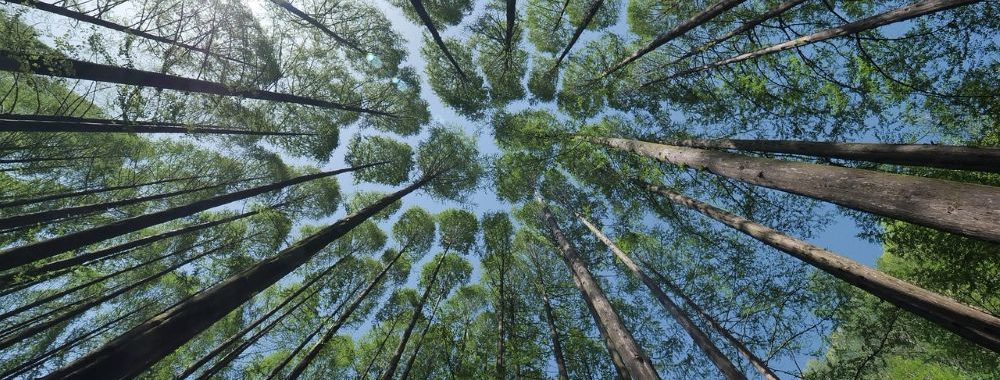 Les arbres monteraient-ils jusqu’au ciel?
