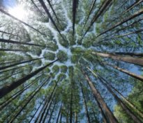 Les arbres monteraient-ils jusqu’au ciel?