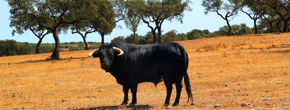 Trump en difficulté et les tensions sur les liquidités forcent une pause du bull market global