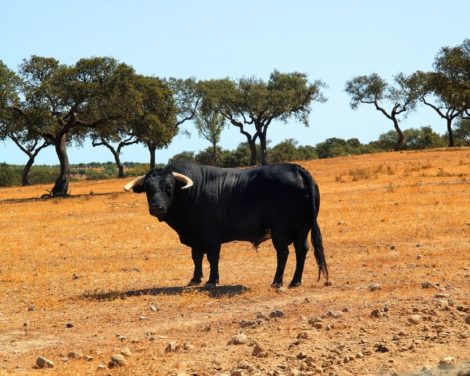 Trump en difficulté et les tensions sur les liquidités forcent une pause du bull market global