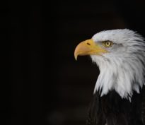 Une Fed fracturée entre baisse et statu quo : ce qu’il faut attendre de la prochaine réunion