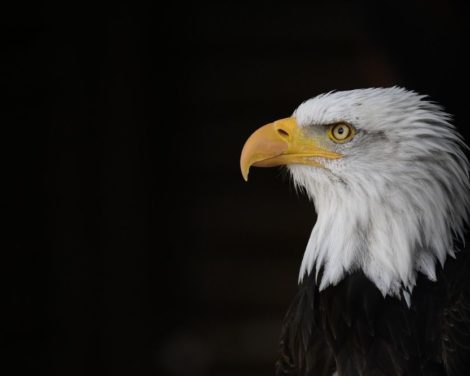Une Fed fracturée entre baisse et statu quo : ce qu’il faut attendre de la prochaine réunion