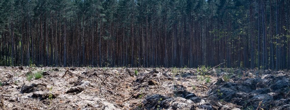 Notre engagement en matière de déforestation: quatre années en revue