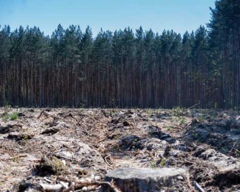 Notre engagement en matière de déforestation: quatre années en revue