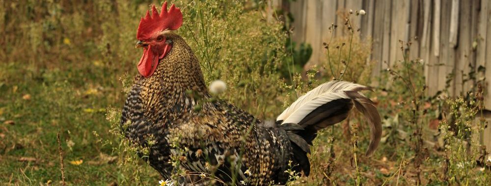 L’axe des mâles dominants