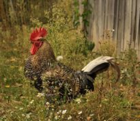 L’axe des mâles dominants