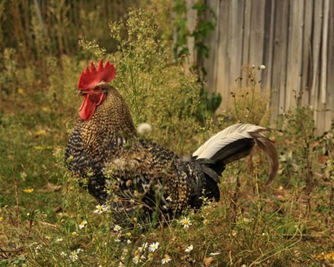 L’axe des mâles dominants