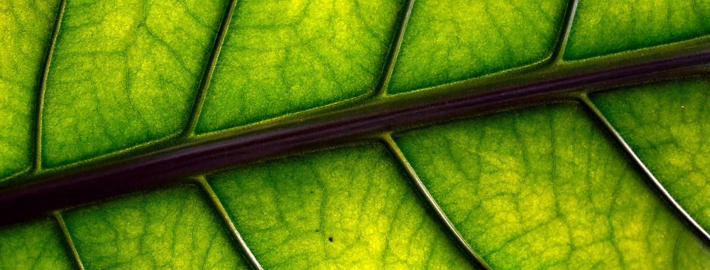 Le multiplicateur vert: comment la finance démultiplie l’impact environnemental
