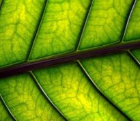 Le multiplicateur vert: comment la finance démultiplie l’impact environnemental