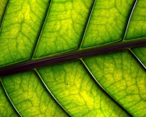 Le multiplicateur vert: comment la finance démultiplie l’impact environnemental