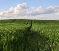 La hausse des prix agricoles, un coupe-faim pour l’industrie alimentaire?