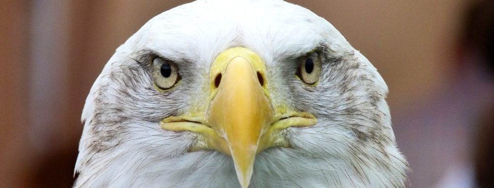 Trump s’en va-t-en guerre ; vendetta, diversion ou noyage de poisson ?