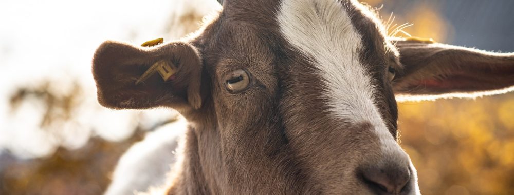 La peste, le choléra, le CPI, le JUMBO RATE CUT et une chèvre…