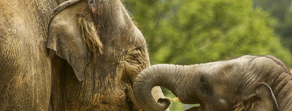Ne vous y trompez pas, c’est le bonheur