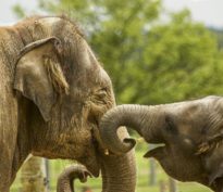 Ne vous y trompez pas, c’est le bonheur