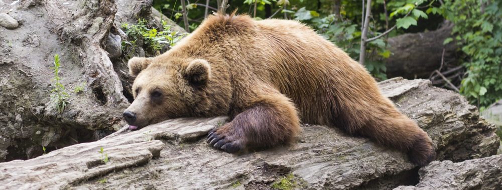 Même les ours deviennent bullishs