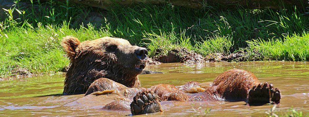 Les ours débarquent, la fin est proche. Presque trop évident…