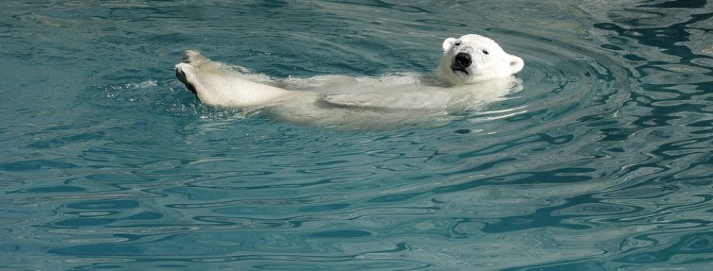 Cachez ce variant que je ne saurais voir !