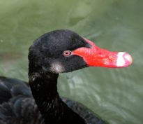 Court-circuit pour un super-contrariant