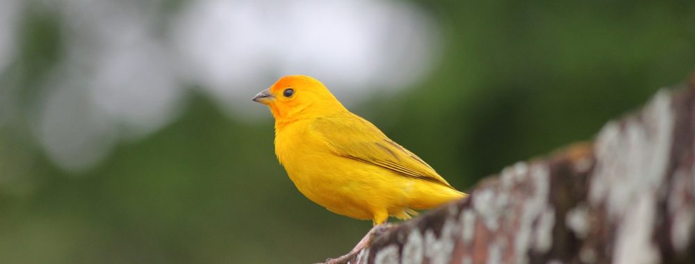 L’emploi, c’est le canari au fond de la mine