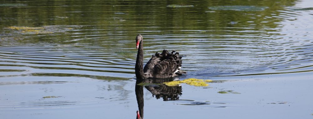 Il faudrait un bon « Black Swan » pour réveiller tout le monde !