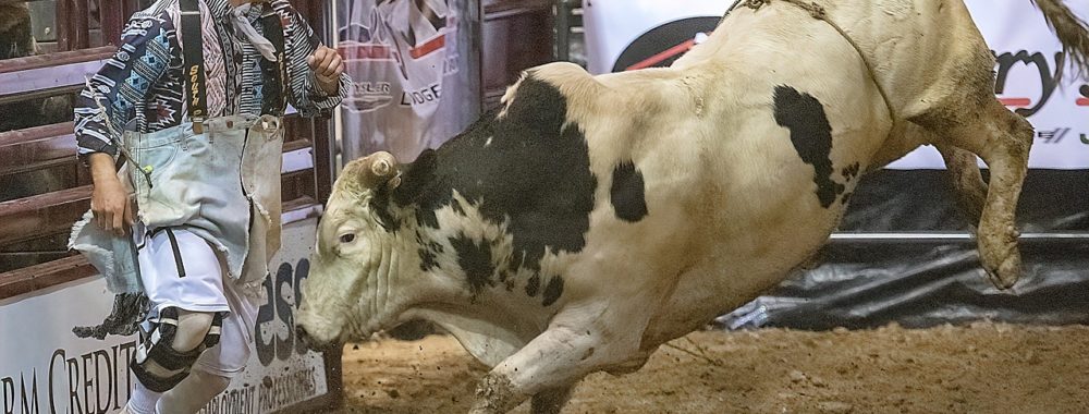La finance est un combat entre les Bears et les Bulls. Et à la fin c’est les Bulls qui gagnent