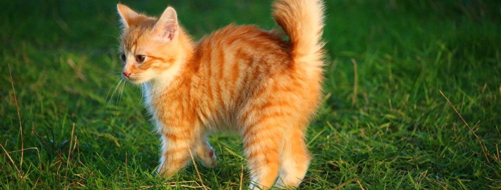 TOUT VA BIEN, RIEN NE VA MAL, même si tout se complique