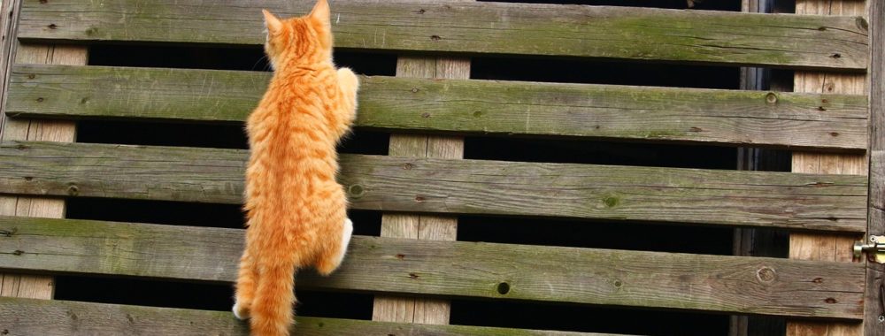 De toutes façons, à la fin : ça monte !