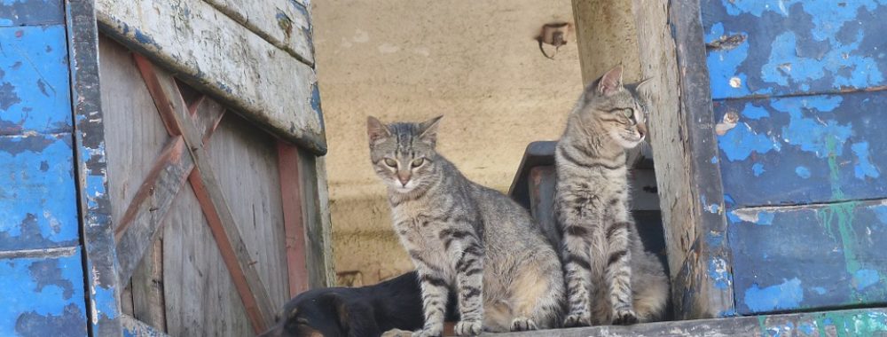 Should I rester dedans ou alors shall I go dehors to sauver l’économie ?