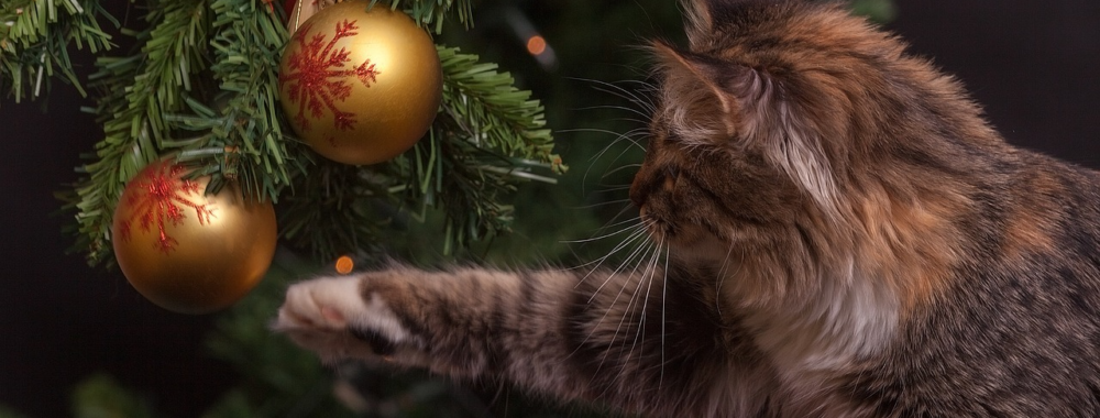 Dernière de l’année, mais joyeux Noël quand même !