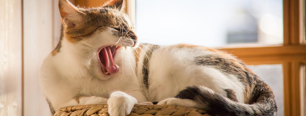 L’inflation, les taux et la FED – épisode 814, saison 9