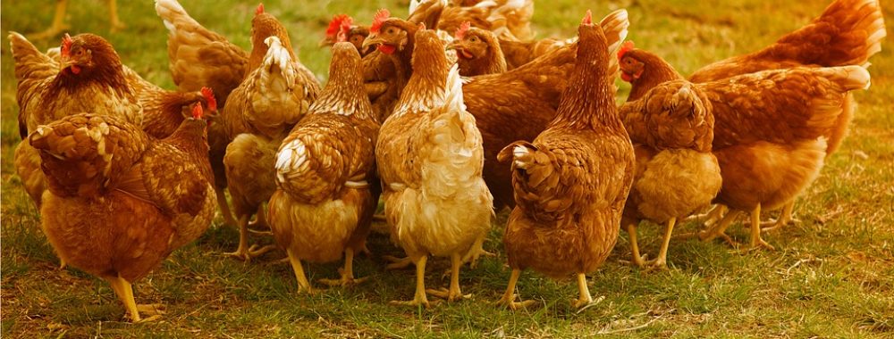 Aussi rationnel qu’un poulet sans tête ou qu’une chauve-souris sans ailes