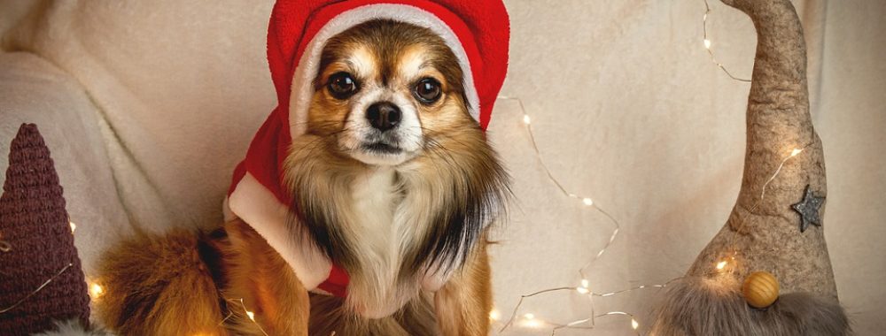 Le tour de magie d’Omicron