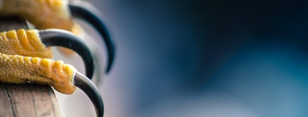 De la colombe au faucon à la vitesse de la lumière