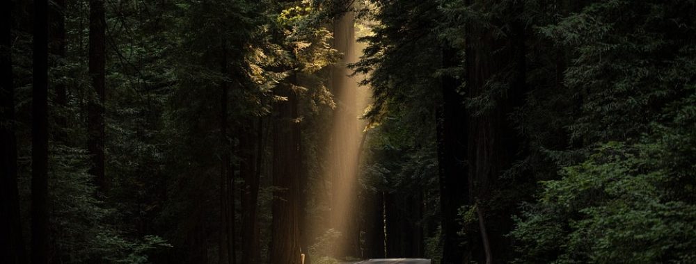 Les arbres ne montent pas au ciel, mon fils – ouais, tu parles…