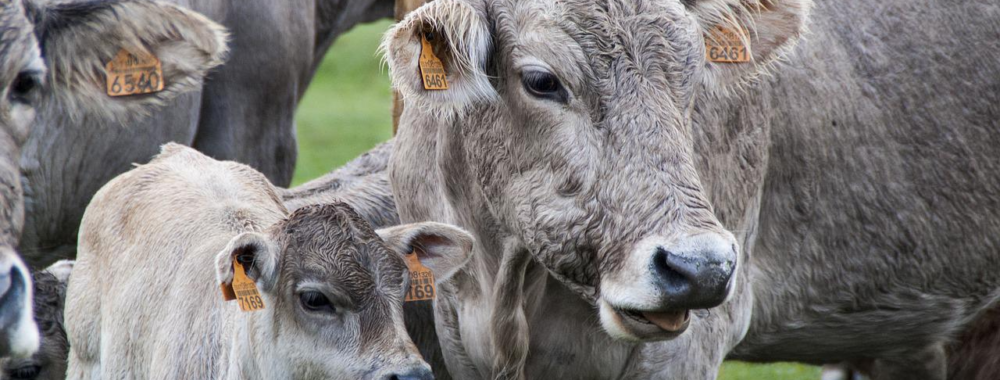 Brace, Brace, Brace et un nouveau Bull Market