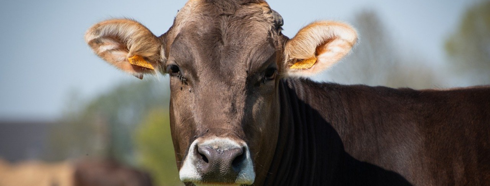 Est-ce que c’est complètement débile d’être optimiste ?