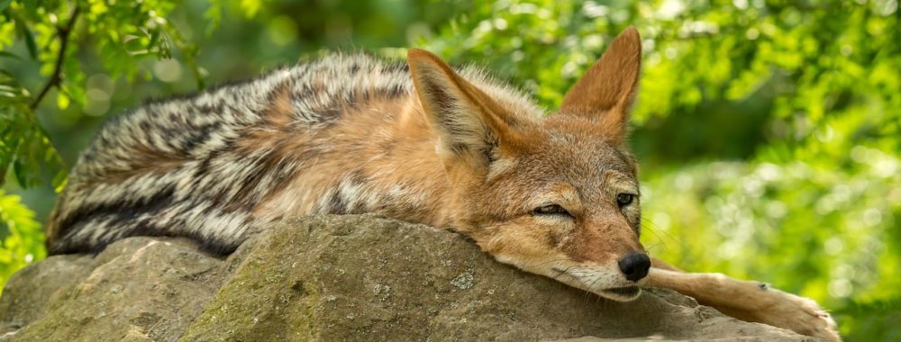 Le niveau de tolérance est proche de pas grand-chose et SMCI la joue comme le coyote