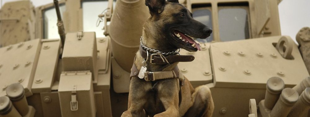 Assis ! Couché ! Debout ! Saut périlleux ! Achète ! Vends ! Achète encore !